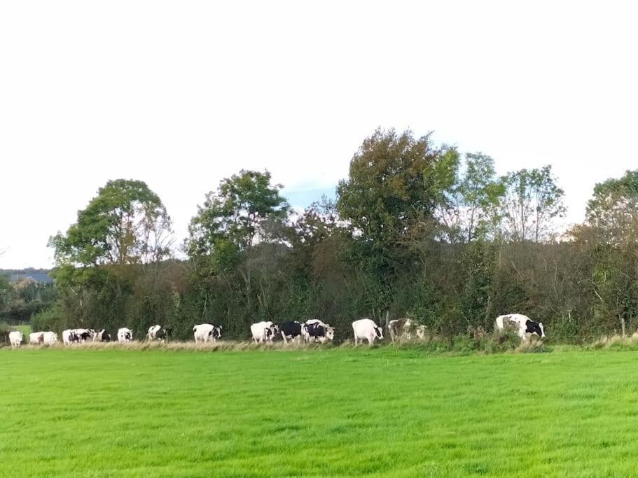 Gite La Dame Au Lit Gite A La Ferme Momignies Buitenkant foto